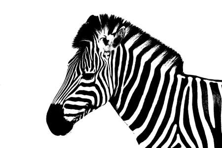 zebra on a white backgroundの写真素材