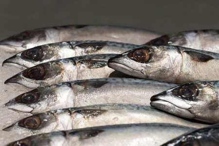 Fresh sea fishes on crushed ice, close-up.の写真素材