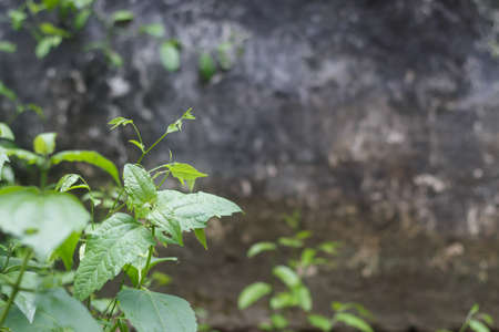 Lemon Grass On The Old Wall Bricks. in Temple Chiang Mai Thailandの写真素材