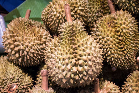 Durian has been arranged on the shelfの写真素材
