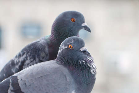 Pigeon in Chiang Mai, Thailandの写真素材