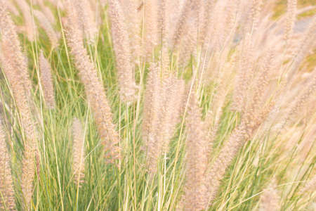 Golden paddy rice field ready for harvest  in Chiang Mai Thailandの写真素材