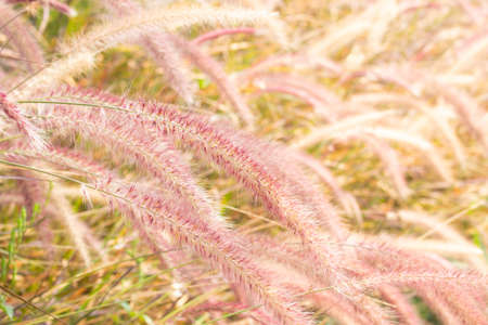 Golden paddy rice field ready for harvest  in Chiang Mai Thailandの写真素材