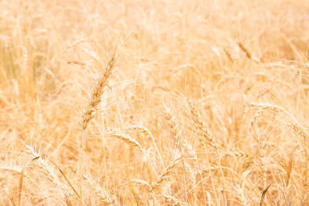 Golden paddy rice field ready for harvest  in Chiang Mai Thailandの写真素材