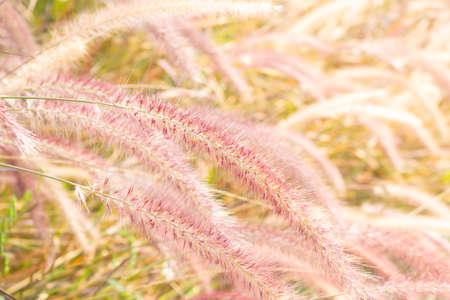 Golden paddy rice field ready for harvest  in Chiang Mai Thailandの写真素材