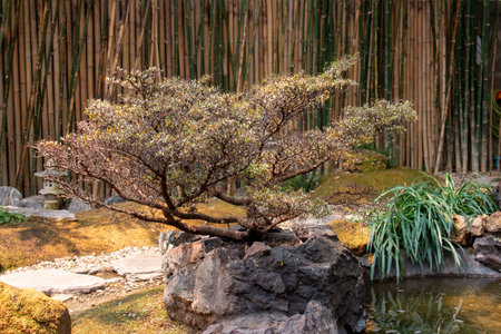 The Japanese Garden is in a restaurant in Chiang Mai. Thailandの写真素材