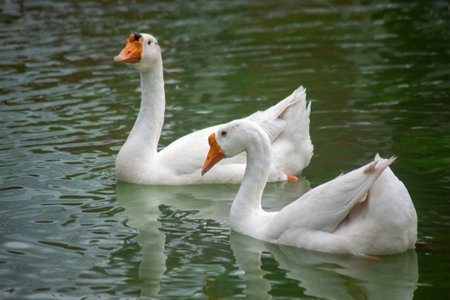 Chiang Mai deploys geese to tackle polluted moatの写真素材