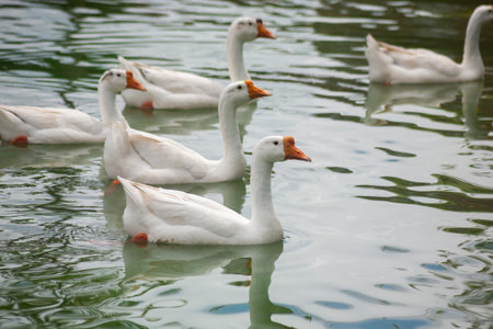 Chiang Mai deploys geese to tackle polluted moat