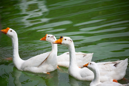 Chiang Mai deploys geese to tackle polluted moatの写真素材