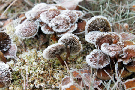 gerforene mushrooms in autumnの写真素材