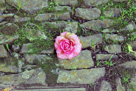 rosane Bl?tezwischen stonewall in the botanical gardeの写真素材