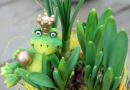 frog kingの写真素材