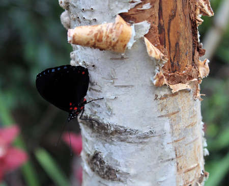 black butterfly on a birchの写真素材