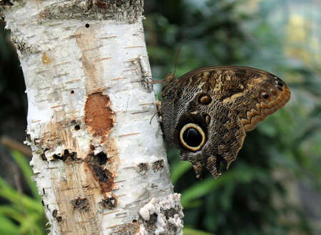 colorful butterfly on a birchの写真素材