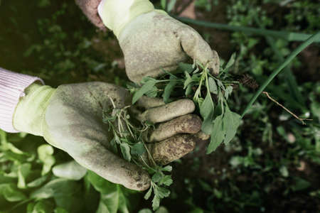 Close up garden gloves. Gardening element. Taking care of the garden. Activities related to gardening and agriculture. Leaves and gloves. Green. Garden stuff. Green cotton gloves. Green leaves.の写真素材
