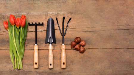 Gardening background, poster or banner with copy space. Gardening tools. Seeds and tulips. Wooden background with gardening stuff. Related to garden activities. Elements to take care of the garden.の写真素材