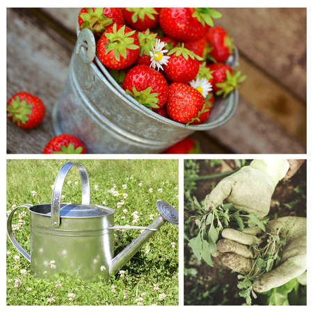 Fruits, gloves. Related to agriculture. Collage, background or poster of Gardening and agriculture. Related to activities in garden and fields. Strawberries, watering can and gloves. Garden activity.の写真素材