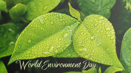 Poster or background of leaves related to Earth Day with the text World Environment Day. Concept of...
