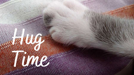 Close up paw of a grey and white cat with the text Hug Time. Isolated feline hand. Poster, banner, background, collage or card related to hug your cat day, june 4. Hug campaign for pets.の写真素材