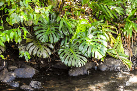 Tropical leaves. Foliage in a sunny day. Concept of summer, jungle, rainforest. Rainforest leaves...