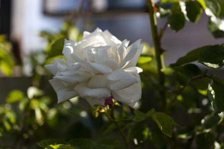 Colorful roses in sunlightの写真素材