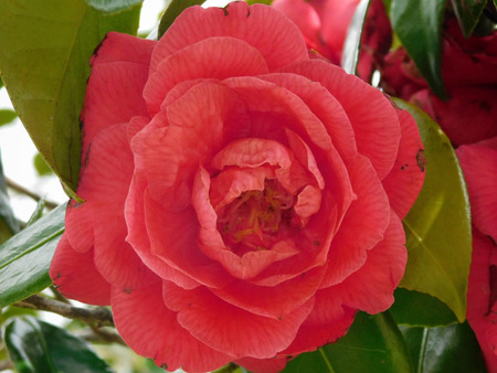 rose flowerの写真素材