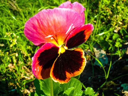 Thought flowersの写真素材