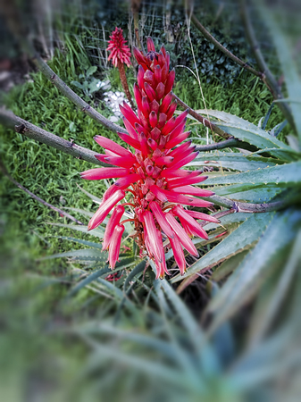 Aloe plant with its flowersの写真素材