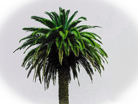 Palm treeの写真素材