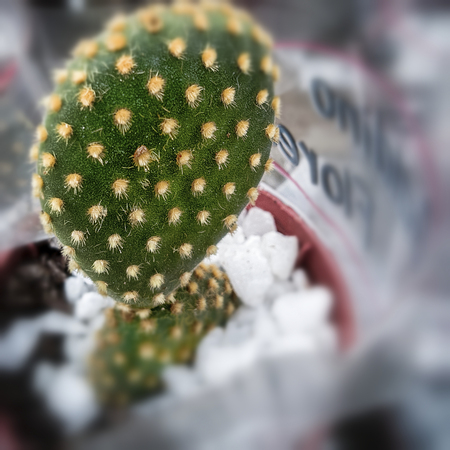 Cactus plantの写真素材