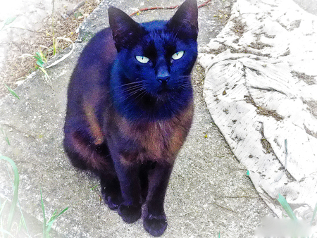 black catの写真素材