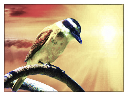 Benteveo- (Pitangus sulphuratus) bird of Americaの写真素材