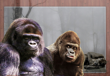 GORILLA FAMILY (3 D EFFECT)の写真素材