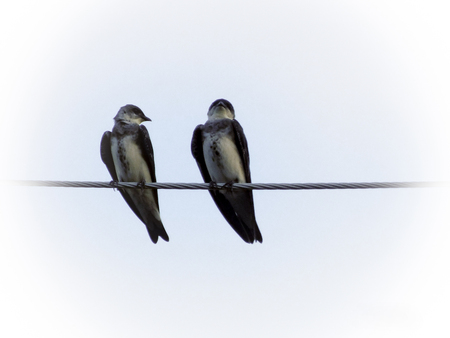 BLUE GOLONDRINAの写真素材