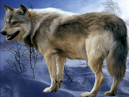 Lone wolf in the snow steppe
