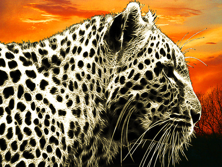 Cheetah observing the plain at sunset .の写真素材