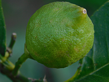 Small lemon growing on its tree .......