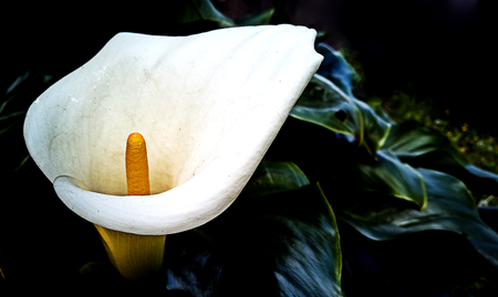 Close up of a Calla,with its beautiful and delicate white colorの写真素材