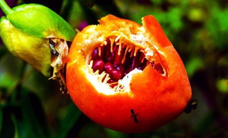 Fruit of Passionflower in the plant,already mature and open by the birds,to feed with the inner content.........の写真素材