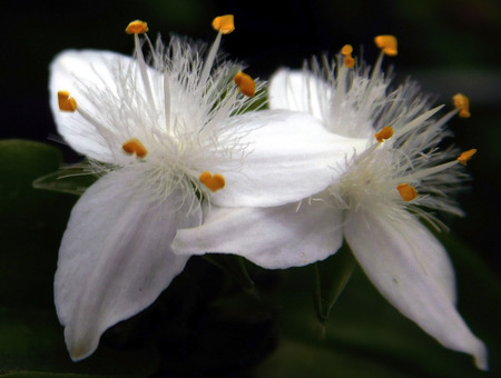 Close up Wild Orchid which is small but very beautiful and decorative.の写真素材
