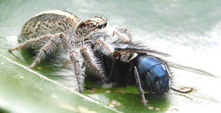 Spider catching a fly almost as big as her, demonstrating her hunting skillsの写真素材