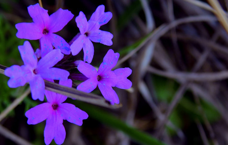 Close up of small wild flowers, very beautiful and colorful, sprouting everywhere when spring arrivesの写真素材