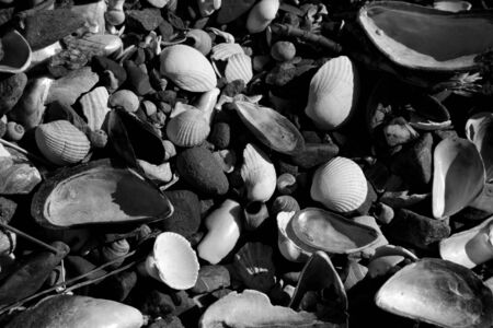 black and white sea shellsの写真素材