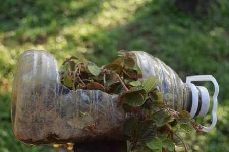 Small plant inside a bottle cut in a singular way with the background out of focus. Close-up.の写真素材