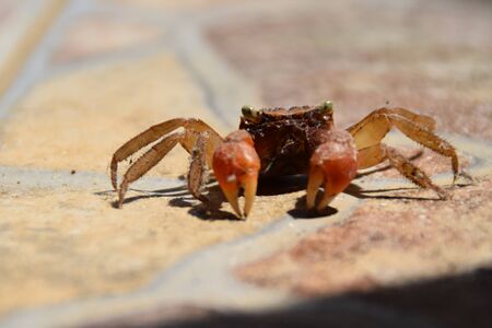 Small orange crab and medium tongs on an unfocused background. Close-up.