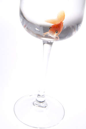 goldfishの写真素材