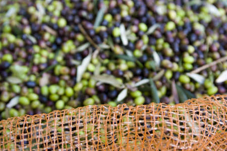 olive groveの写真素材