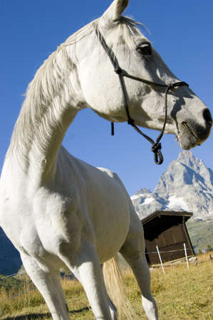 from Aosta Valleyの写真素材
