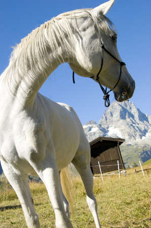 from Aosta Valleyの写真素材