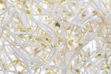 soy sproutsの写真素材